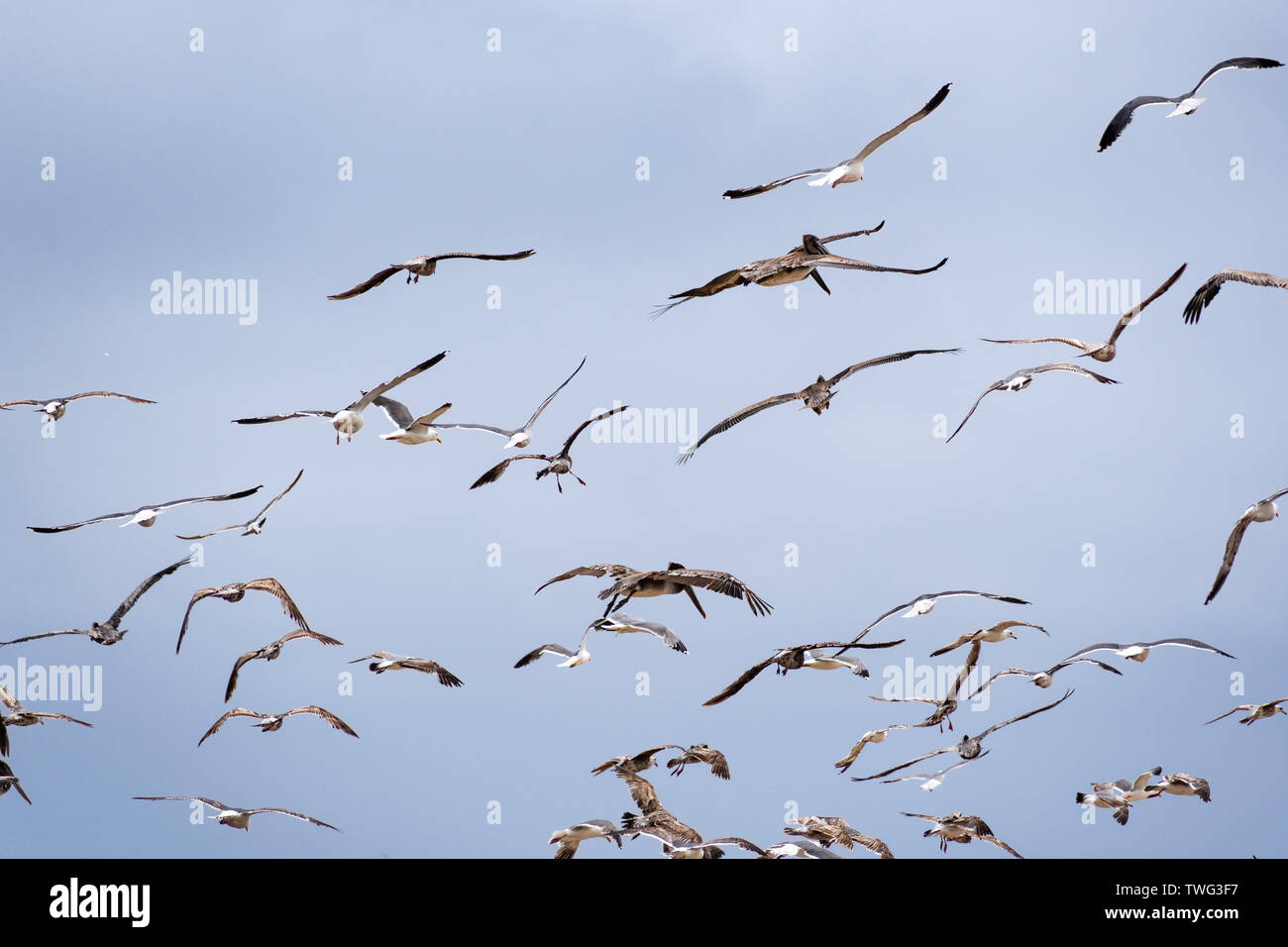 Mouettes et pélicans bruns battant de la côte de l'océan Pacifique ; fond de ciel bleu Banque D'Images