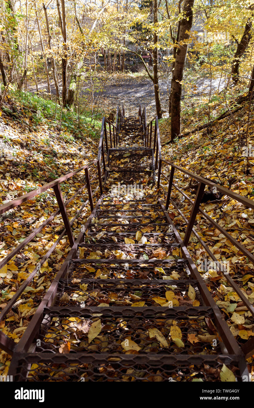 Escaliers menant à l'automne dans la forêt Banque D'Images