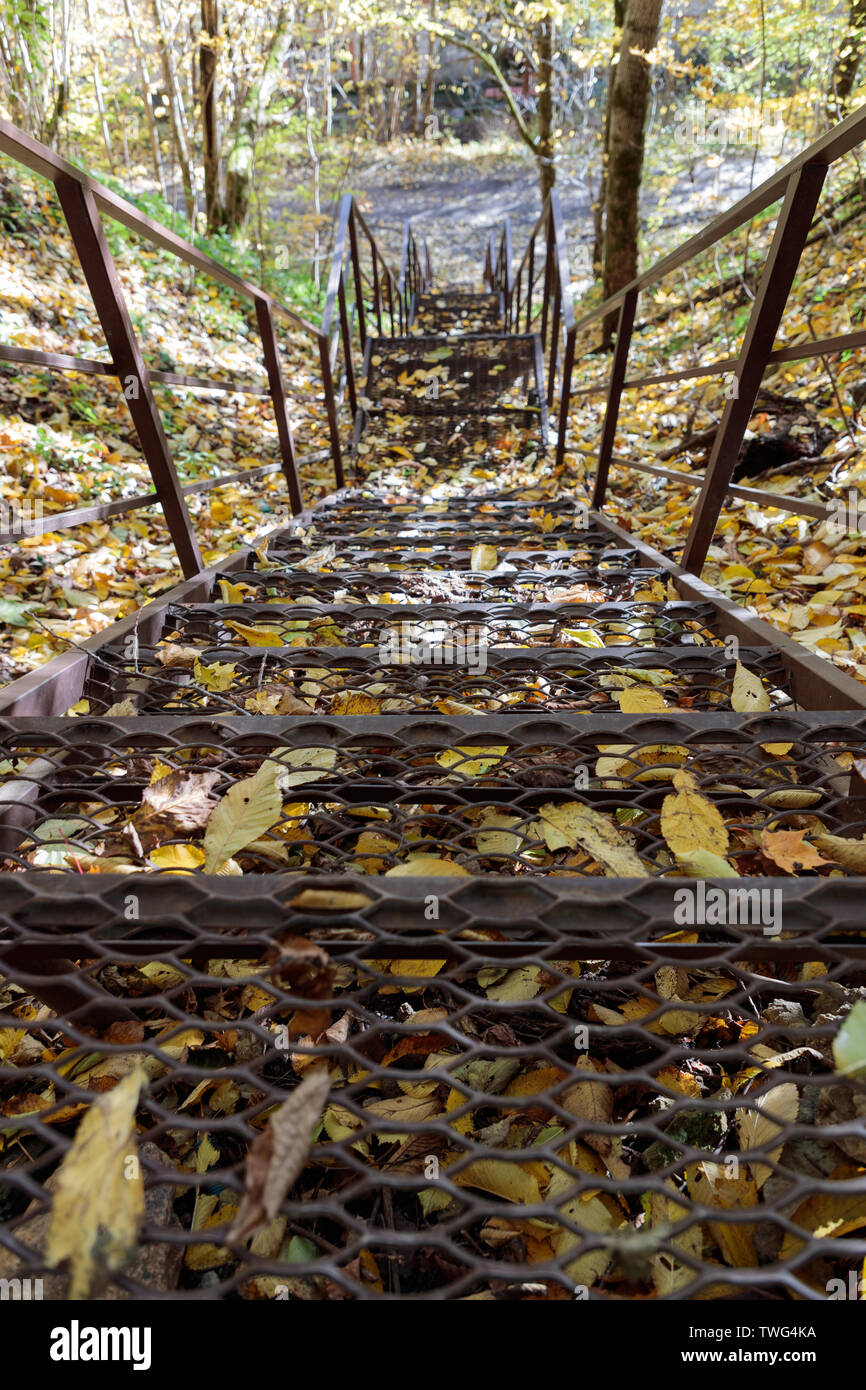 Escaliers menant à l'automne dans la forêt Banque D'Images