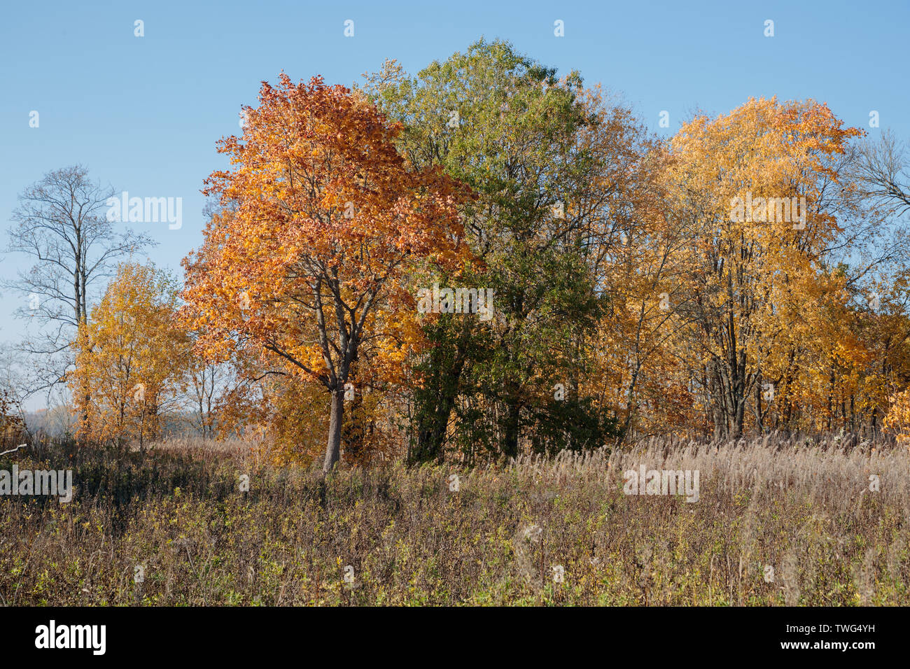 Paysage d'automne avec des couleurs vives dans la journée Banque D'Images