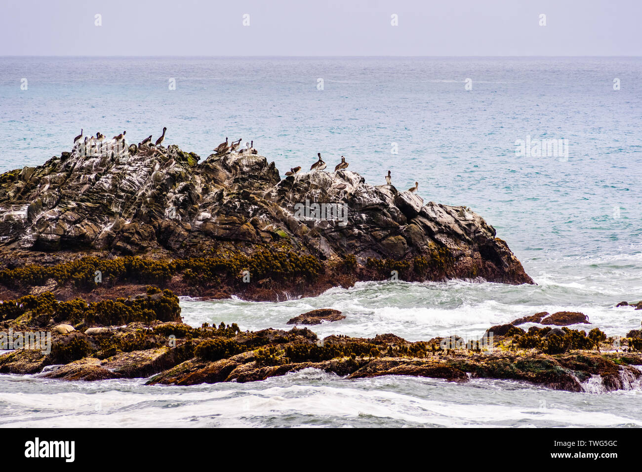 Le Pélican brun assis sur un rocher, la côte de l'océan Pacifique, en Californie Banque D'Images