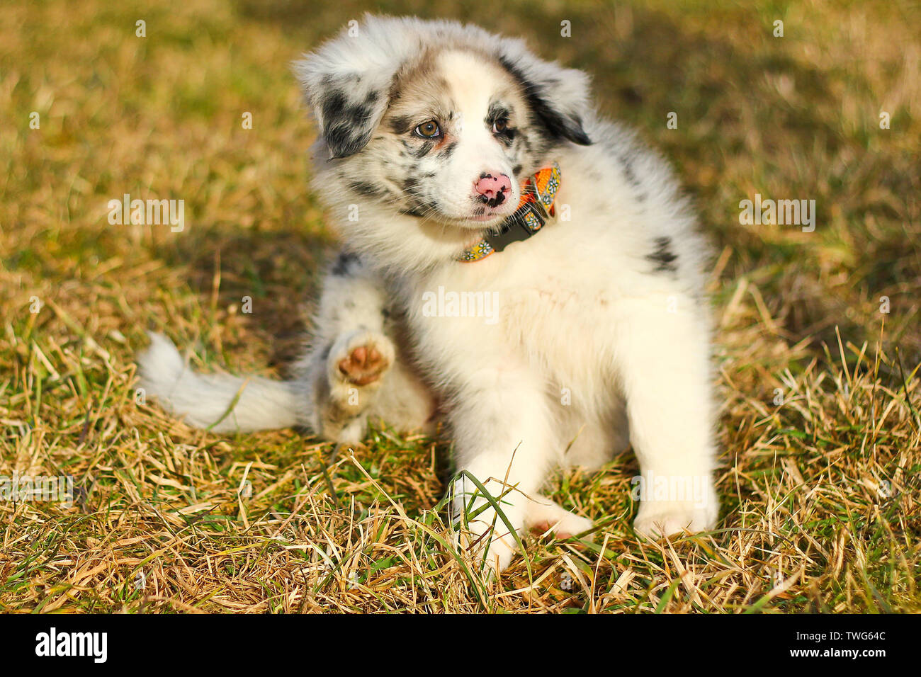 Le jeune chiot mignon de l'Australian shepherd pose sur l'herbe sèche au cours de la marche. Il aime être à l'extérieur, à la recherche comme le sourire. Banque D'Images