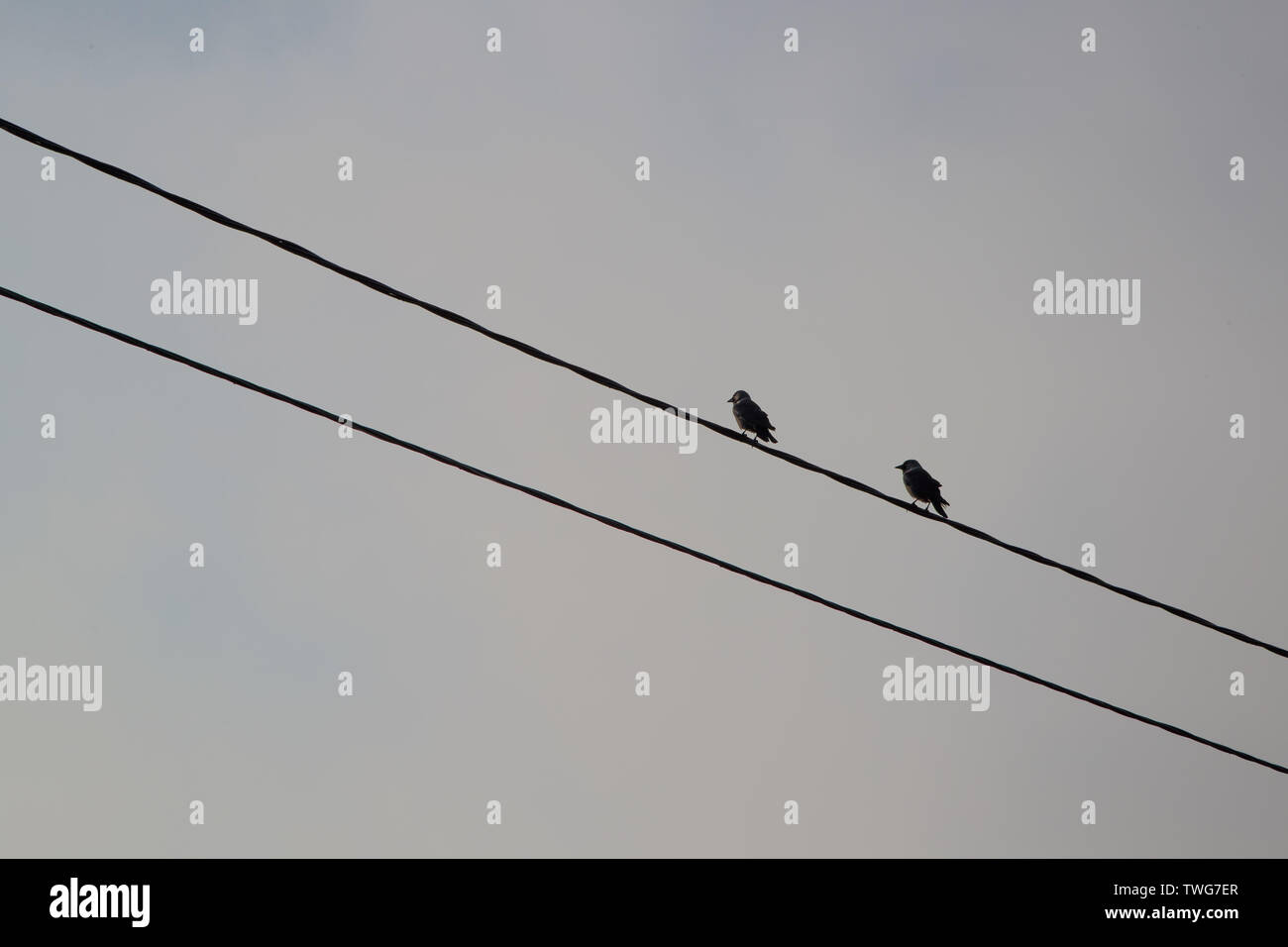 Les fils s'asseoir sur les oiseaux contre un ciel gris Banque D'Images