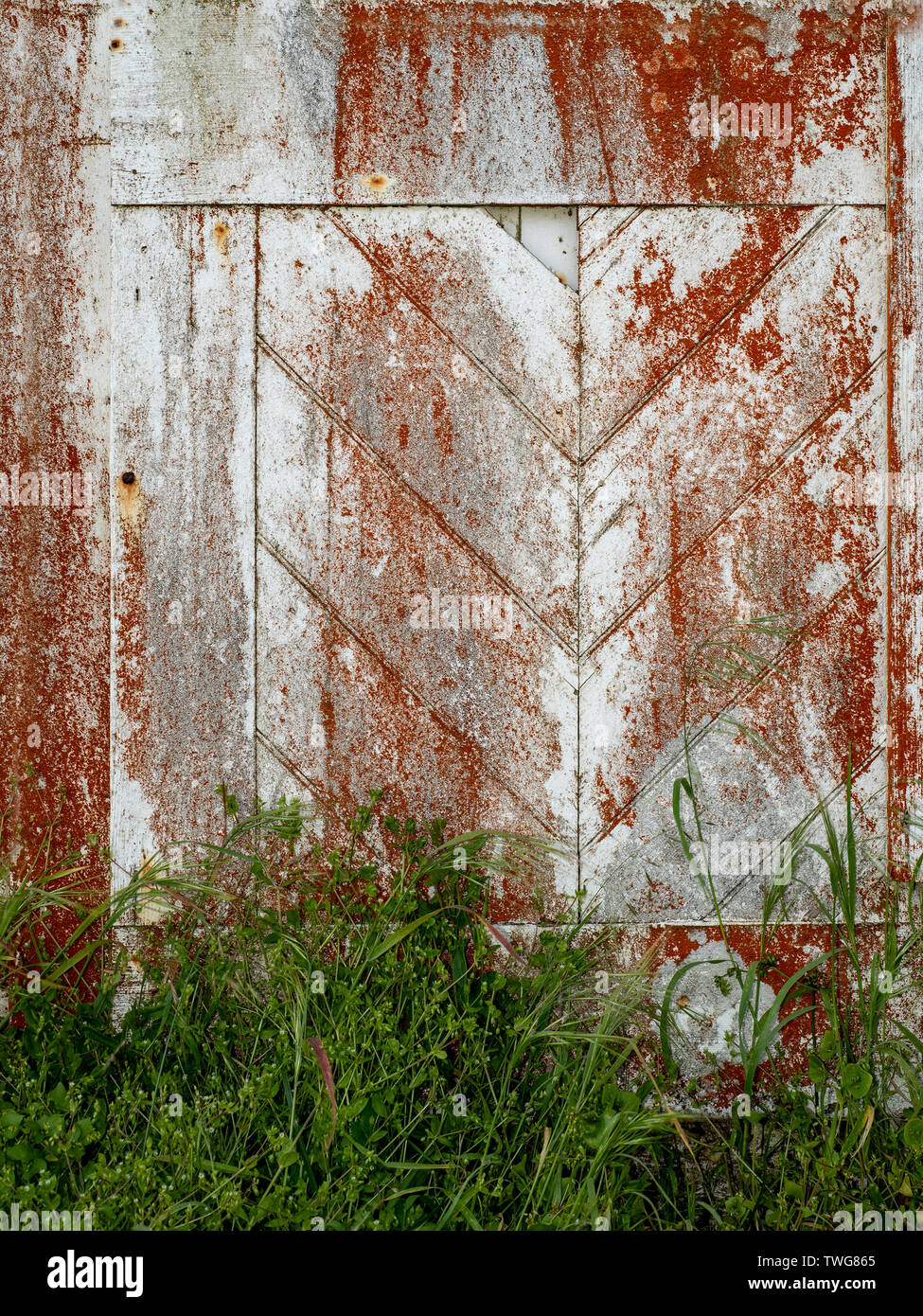 Gros plan sur la base du livre blanc porte en bois d'une ancienne grange couverte de lichen rouge avec une certaine croissance de l'herbe verte au bas- fond et texture Banque D'Images