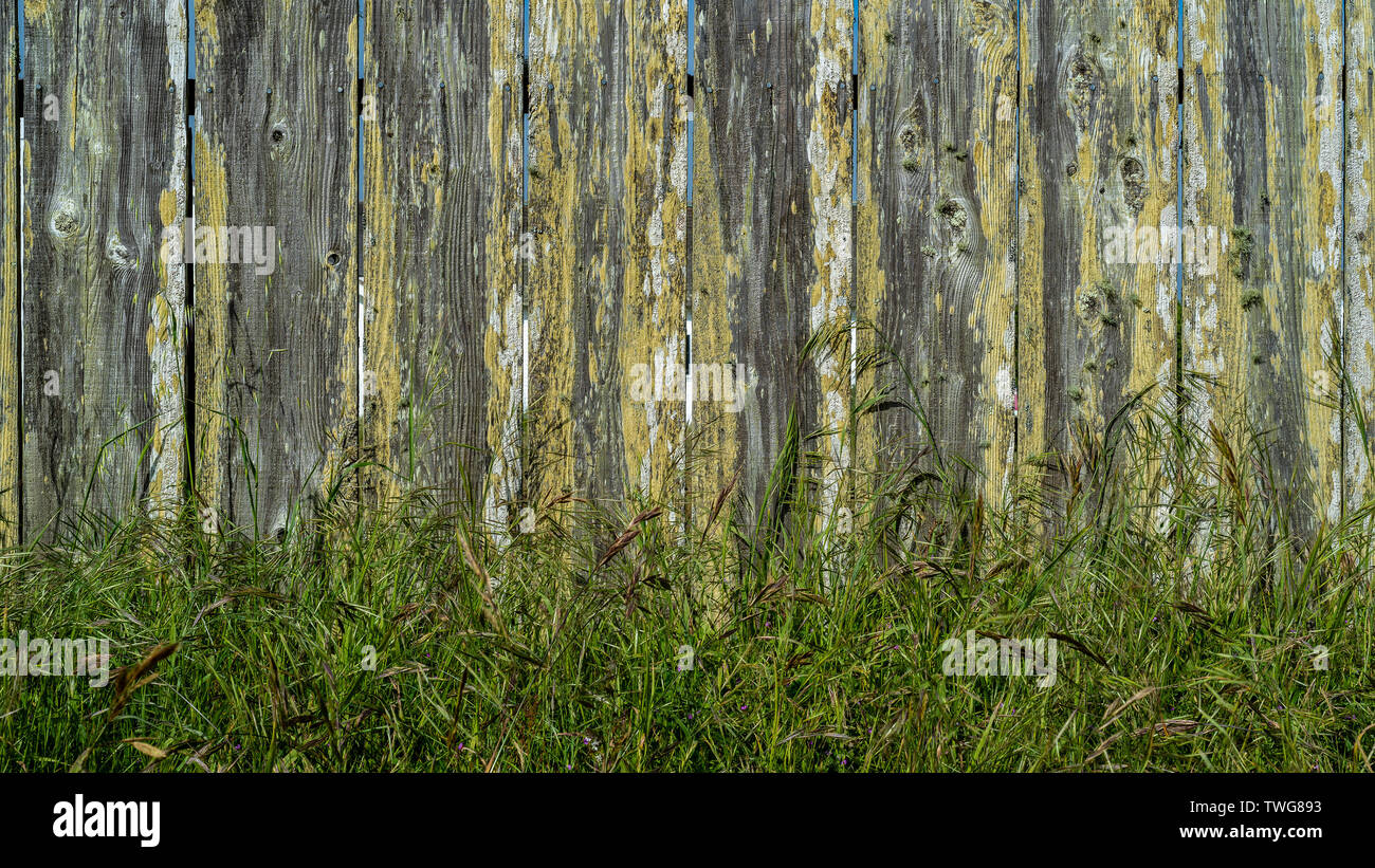 Libre à base de clôture en bois recouvert de lichen jaune avec un peu de plus en plus d'herbe verte au bas- fond et texture Banque D'Images