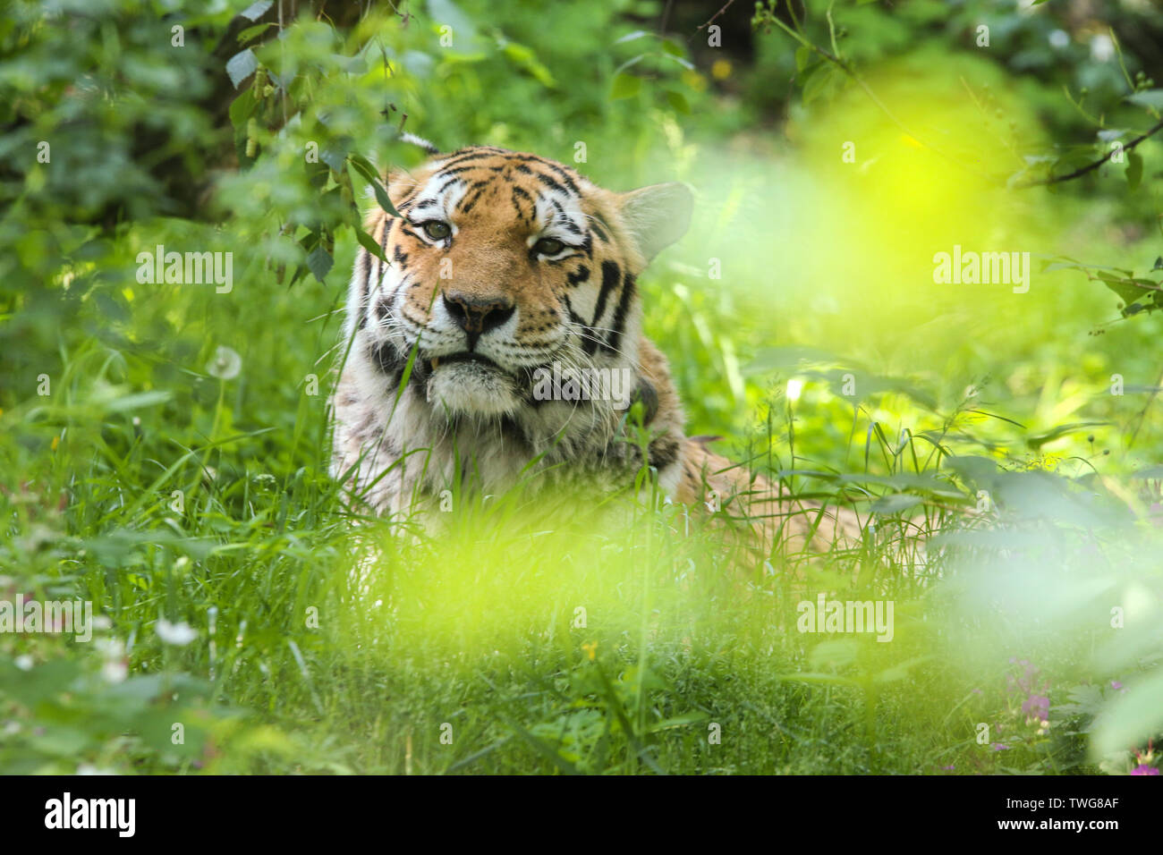 Le tigre endormi se cache dans l'herbe et à la heureux et satisfaits. Banque D'Images