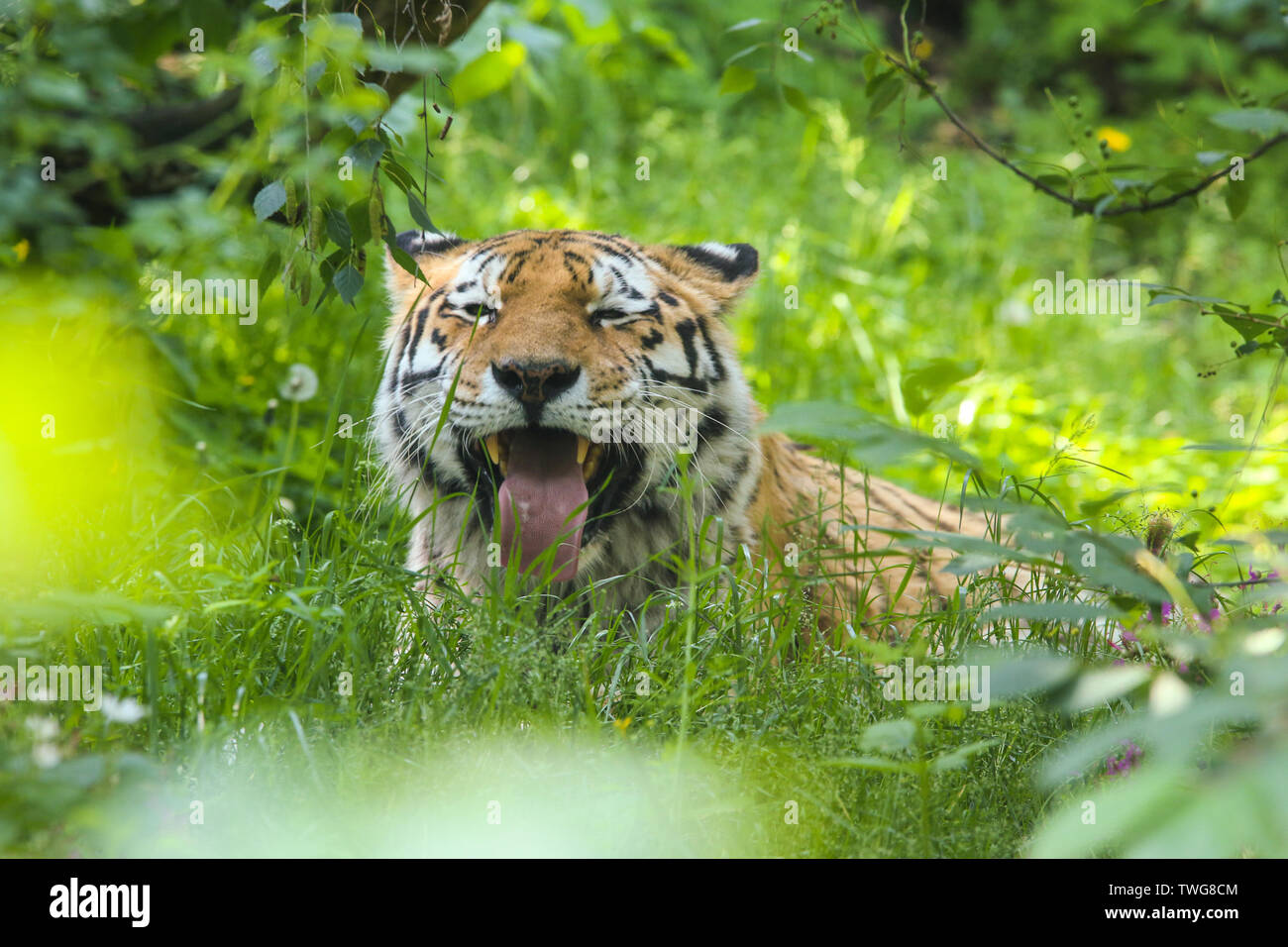 Le tigre endormi se cache dans l'herbe et à la heureux et satisfaits. Banque D'Images