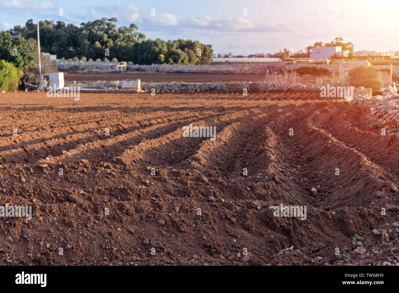 Vue rapprochée du domaine agricole labourée préparés pour les semis avec paysage campagne typique de Malte Banque D'Images