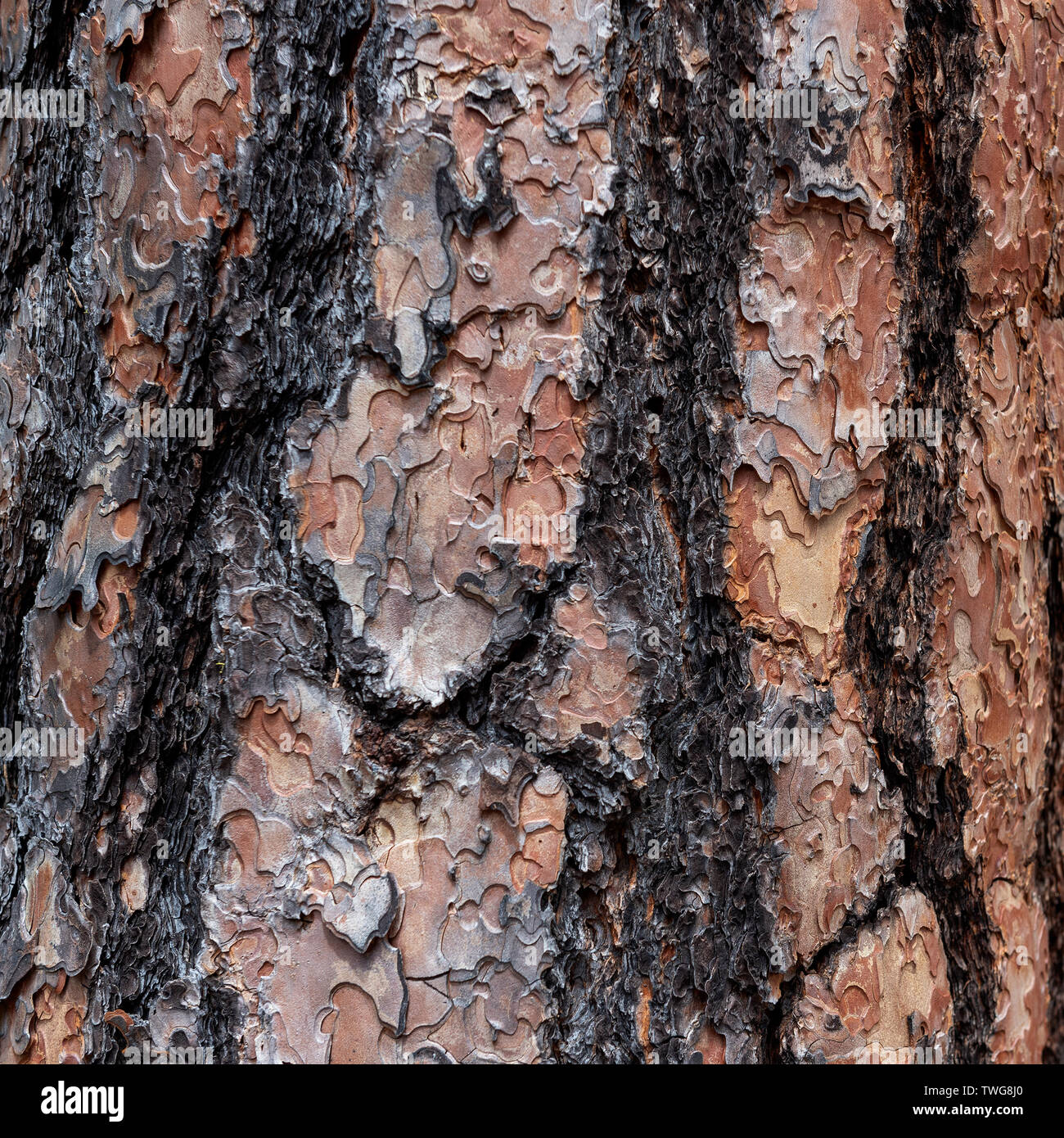 Gros plan sur l'écorce de pin ponderosa Le- Pinus ponderosa avec couleurs noir et brun - texture ou d'arrière-plan Banque D'Images
