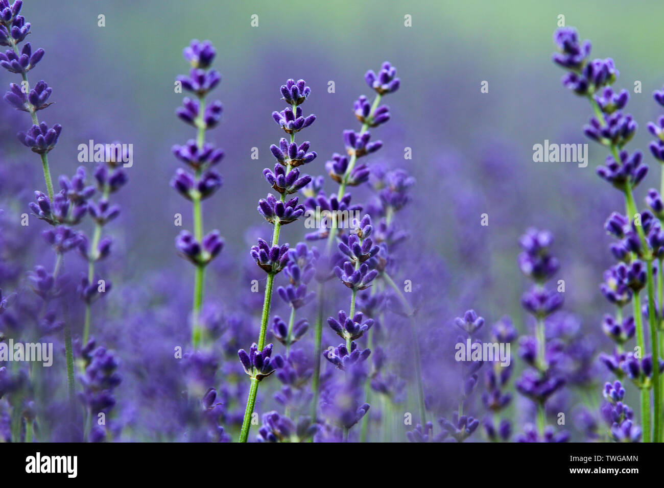 Une photo de la belle domaine de Provance au cours de l'été et plein de lavande en fleur. Un détail de certaines plantes. Banque D'Images