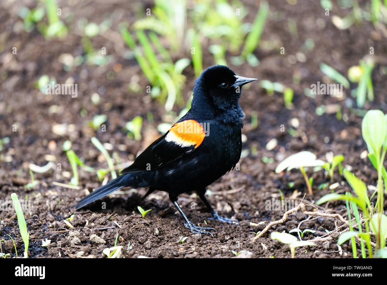 Montréal, Canada, Juin 13, 2019.Carouge à épaulettes sur le terrain. Montréal,Québec,Canada.Credit:Mario Beauregard/Alamy Live News Banque D'Images