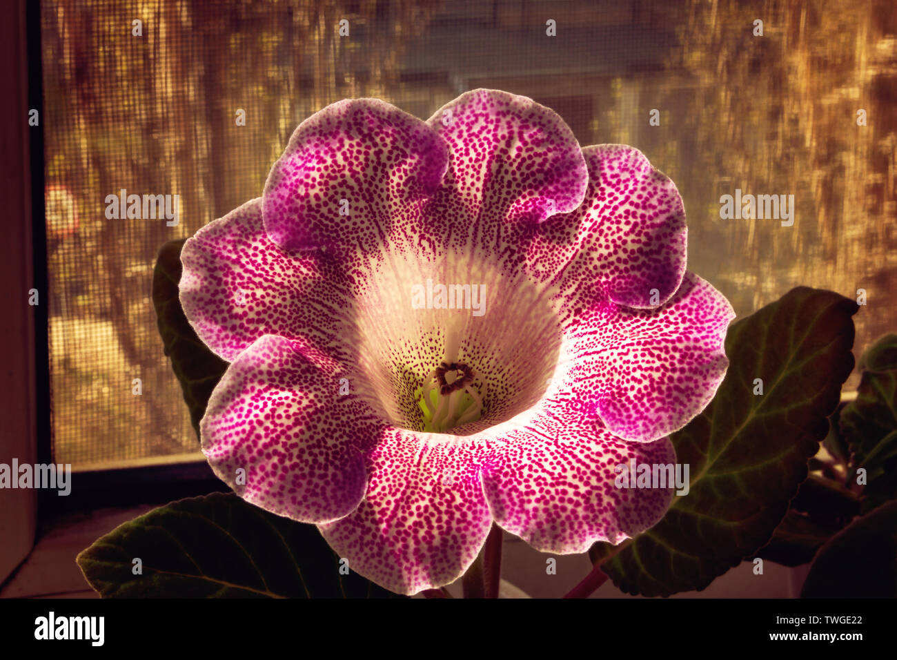 Belle Floraison intérieur végétal est un gloxinia sur l'appui de la fenêtre. Banque D'Images