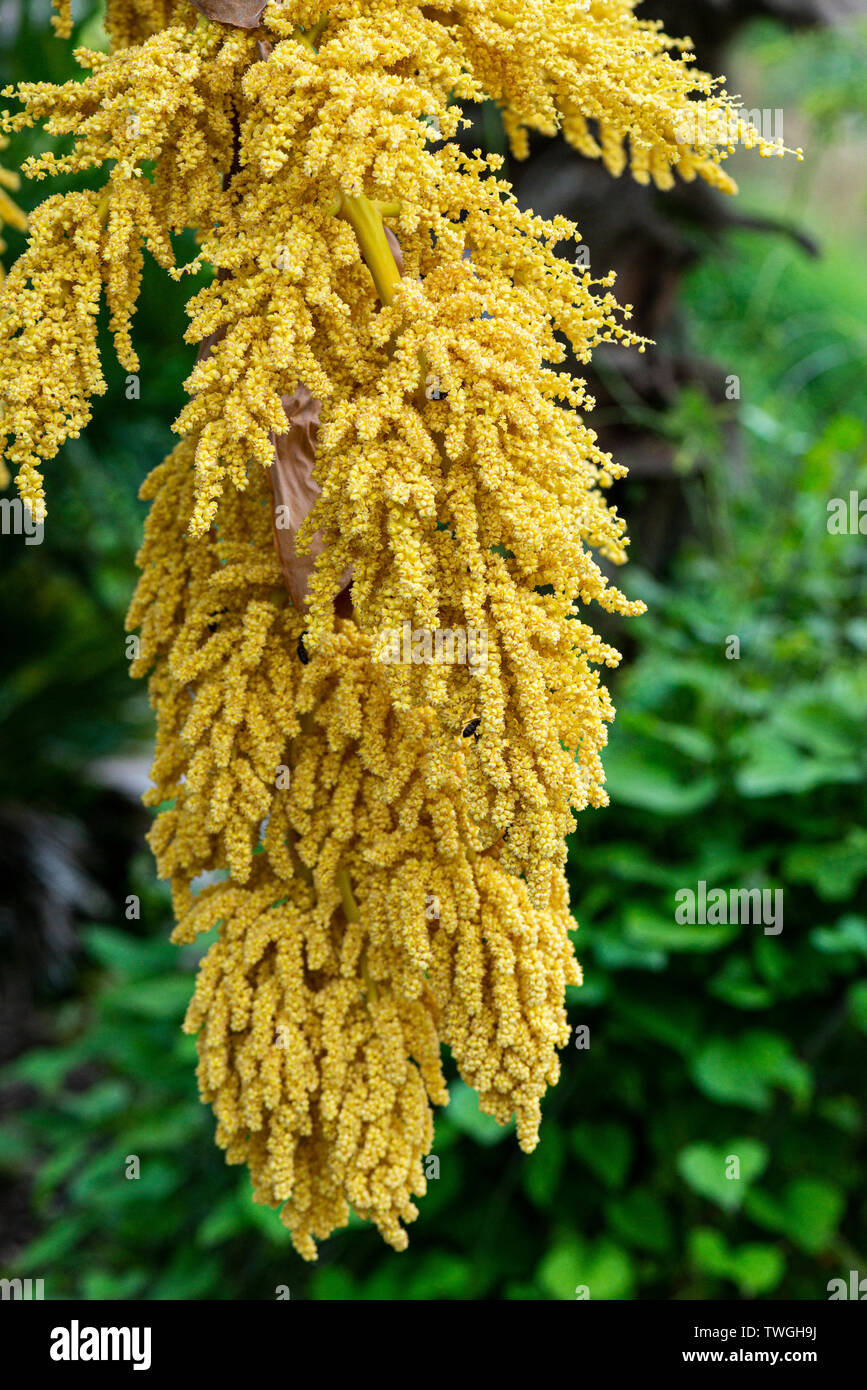 Les fleurs d'un palmier Chusan (Trachycarpus fortunei) Banque D'Images