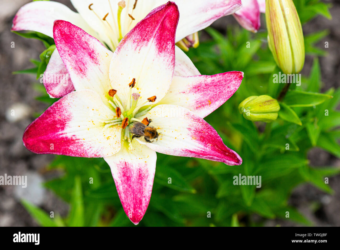 Les fleurs d'un lis (Lilium 'Lollipop' 'Touch of Pink') Banque D'Images