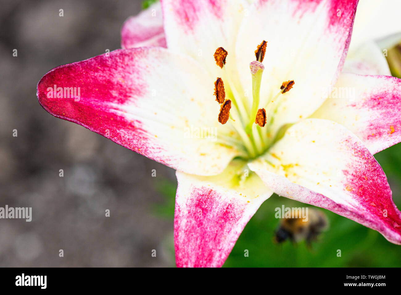 Les fleurs d'un lis (Lilium 'Lollipop' 'Touch of Pink') Banque D'Images