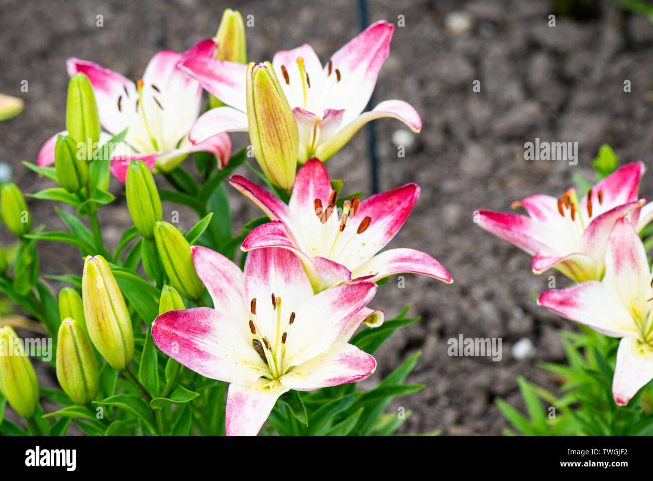 Les fleurs d'un lis (Lilium 'Lollipop' 'Touch of Pink') Banque D'Images
