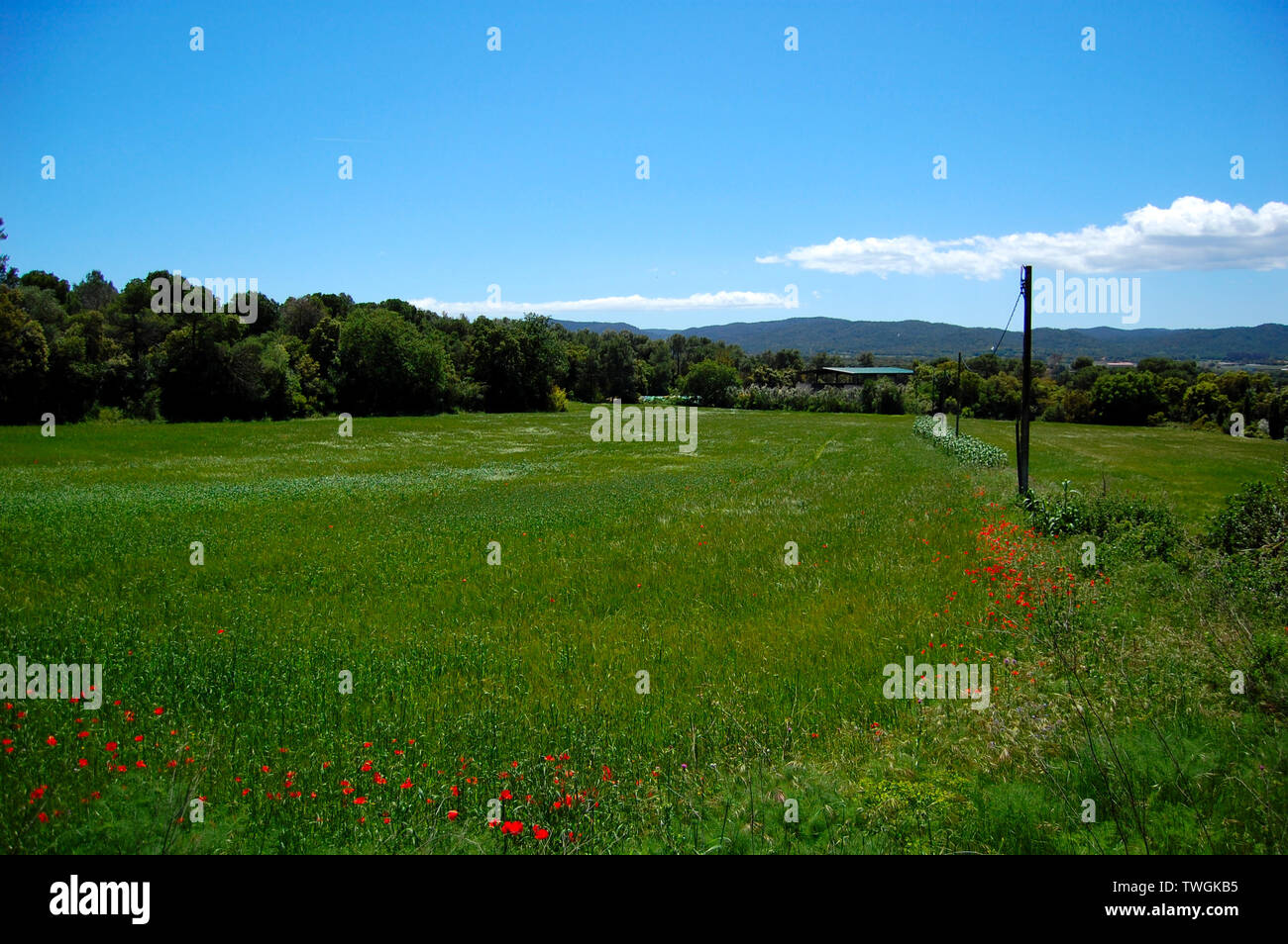 Domaine de vert Banque D'Images