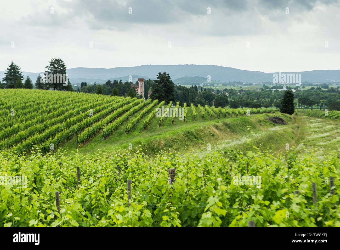 Vignes en Italie Banque D'Images