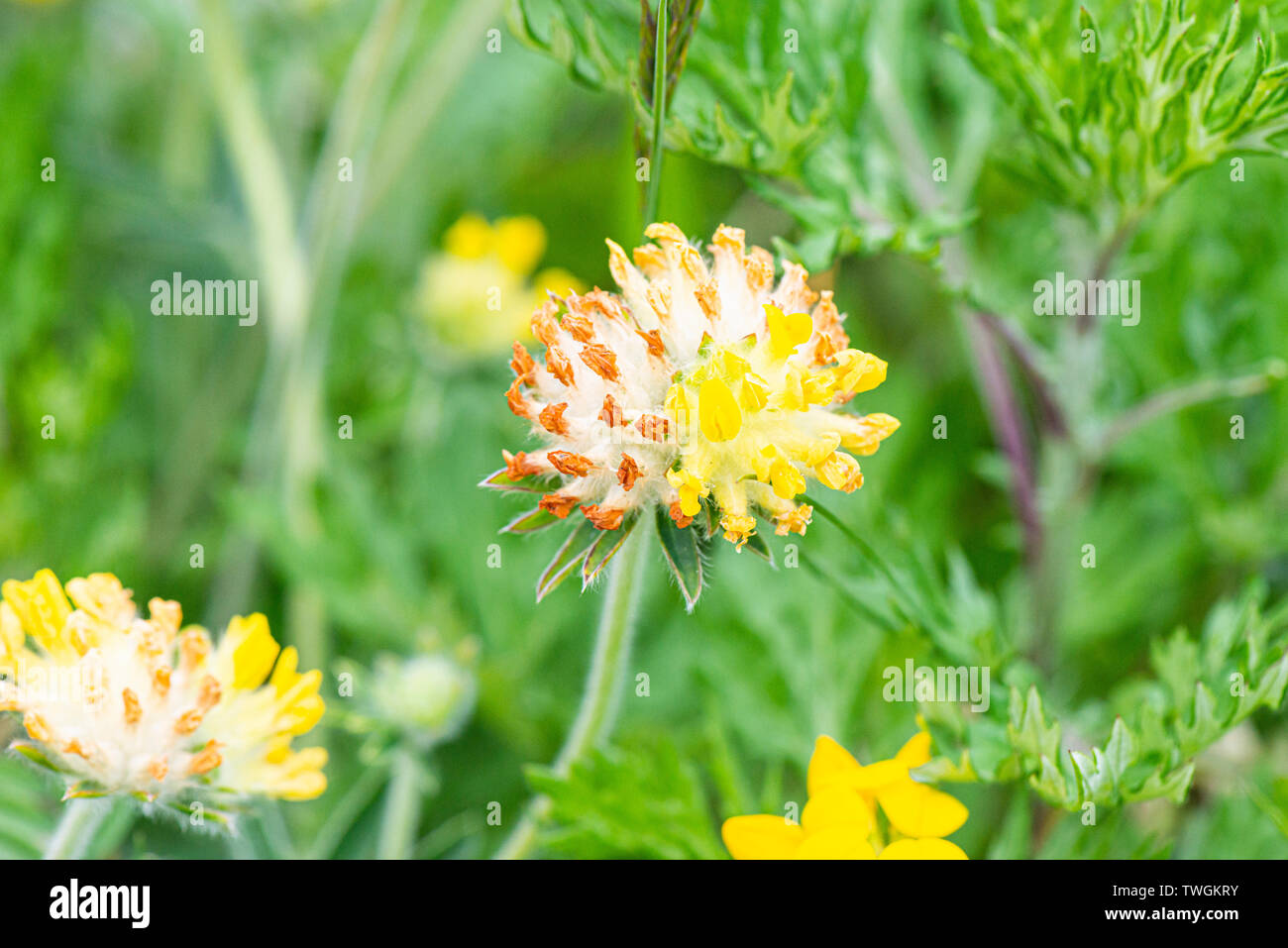 La vesce commune (Anthyllis vulneraria rein) Banque D'Images