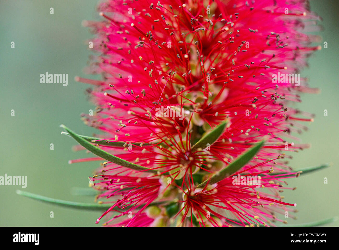 La fleur d'une moindre bottlebrush (Melaleuca phoenicea) Banque D'Images