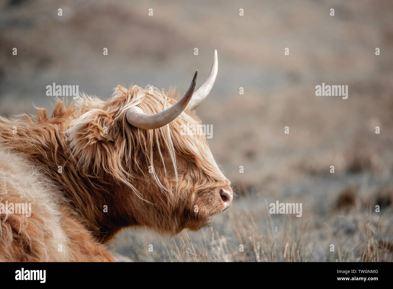 Shaggy, Ecosse Highland cattle Banque D'Images