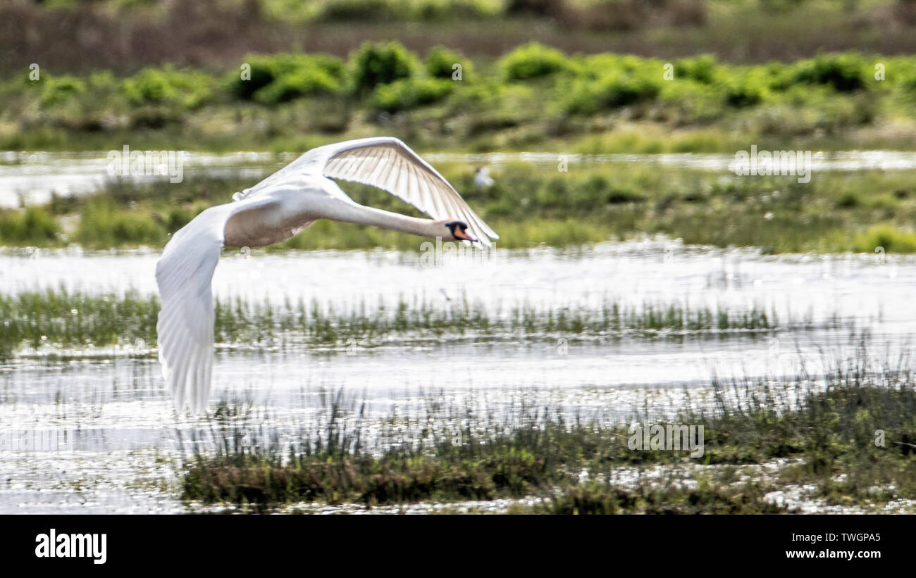 Mute swan (Cygnus olor), en vol, sur les piscines à Loch Gruinart, Islay, Argyll and Bute, Ecosse, Hébrides intérieures Banque D'Images