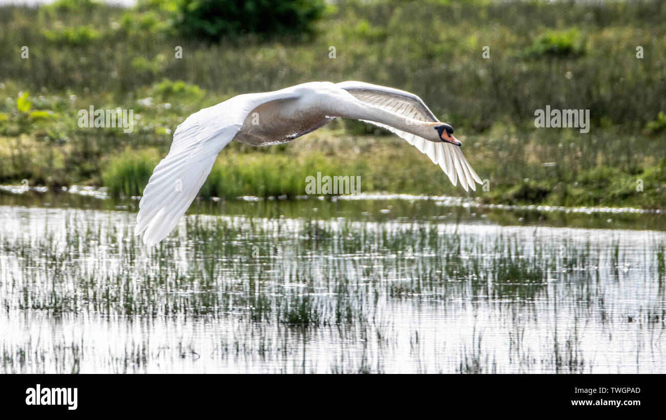 Mute swan (Cygnus olor), en vol, sur les piscines à Loch Gruinart, Islay, Argyll and Bute, Ecosse, Hébrides intérieures Banque D'Images