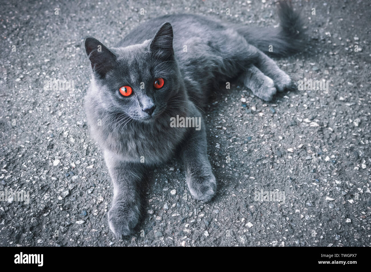 Fluffy Cat Gris Aux Yeux Rouges Se Trouvant Sur La Chaussee Et Vous Regarde Photo Stock Alamy