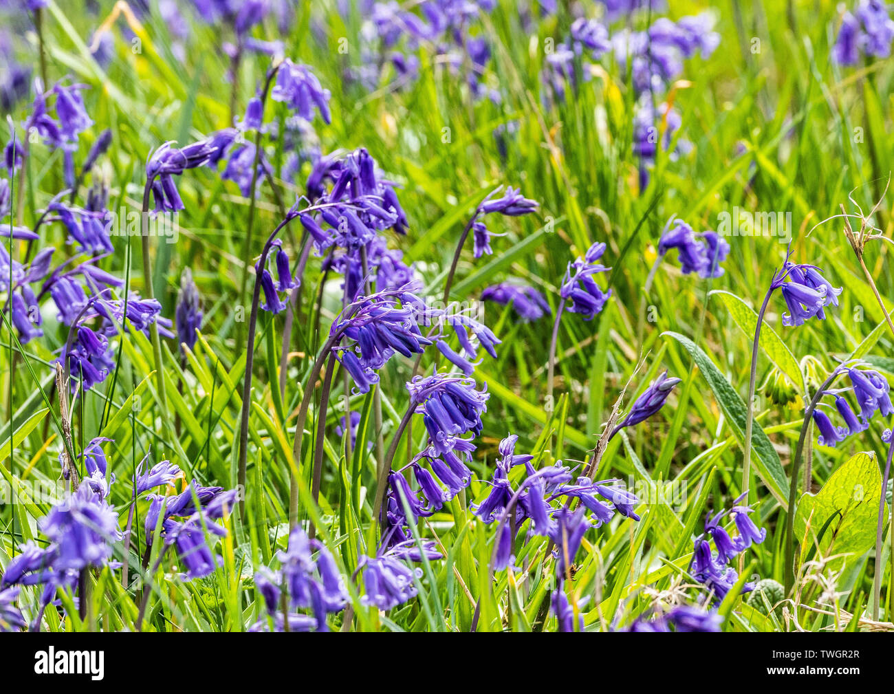 Bluebells sur Islay Banque D'Images