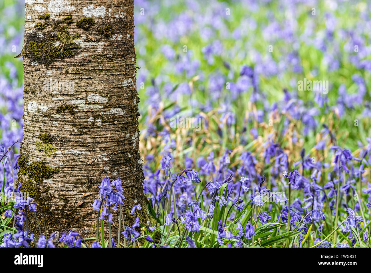 Bluebells sur Islay Banque D'Images