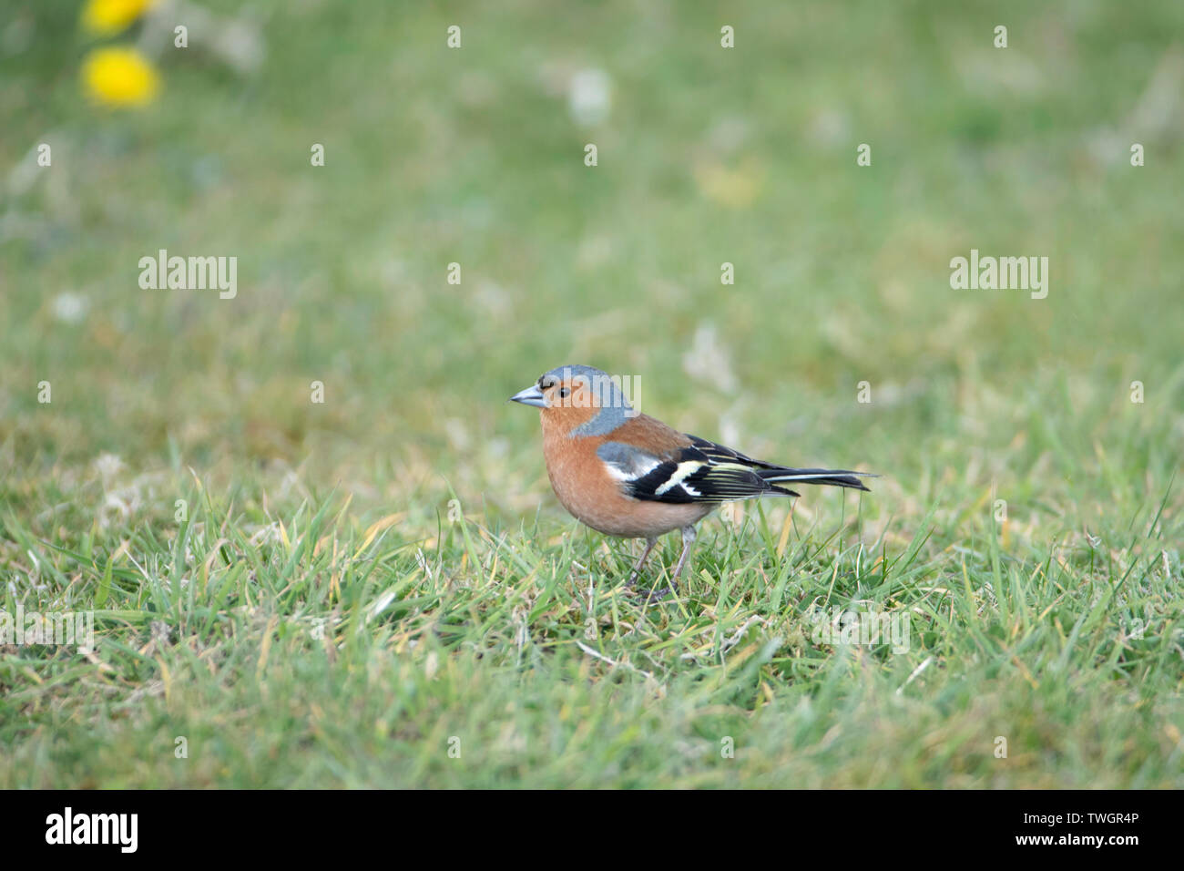 Un Chaffinch ou chaffinch commun (Fringilla coelebs), un oiseau de passereau de petite taille, répandu sur le sol. Banque D'Images