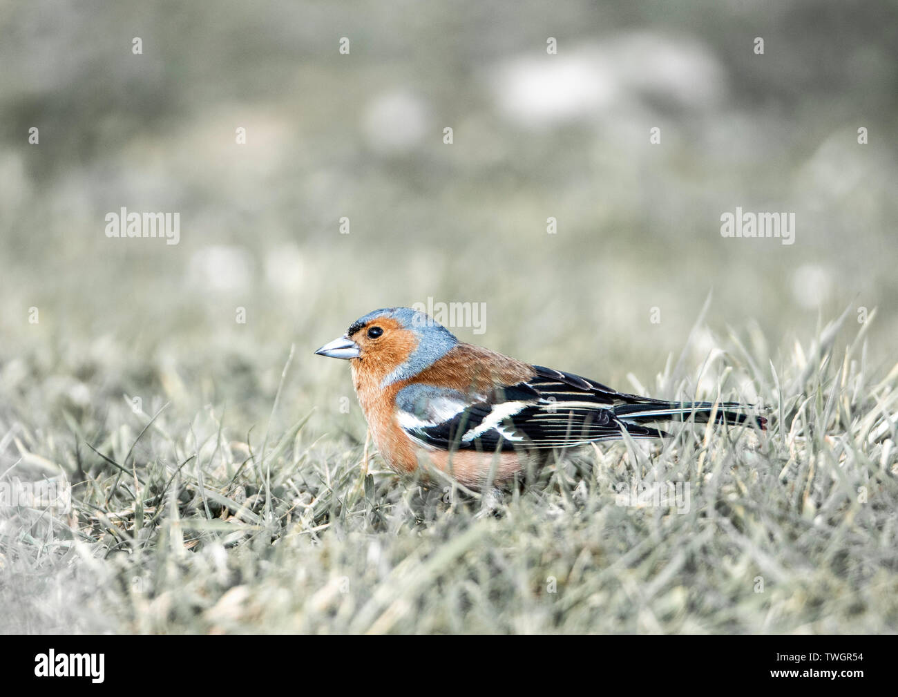 Un Chaffinch ou chaffinch commun (Fringilla coelebs), un oiseau de passereau de petite taille, répandu sur le sol. Banque D'Images