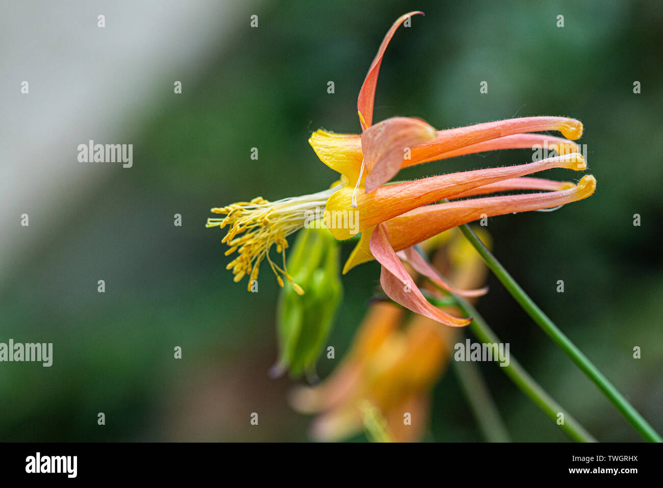 La fleur d'une ancolie Aquilegia formosa (ouest) Banque D'Images