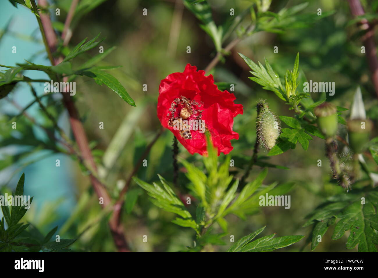 Coquelicot avec les abeilles au printemps Banque D'Images