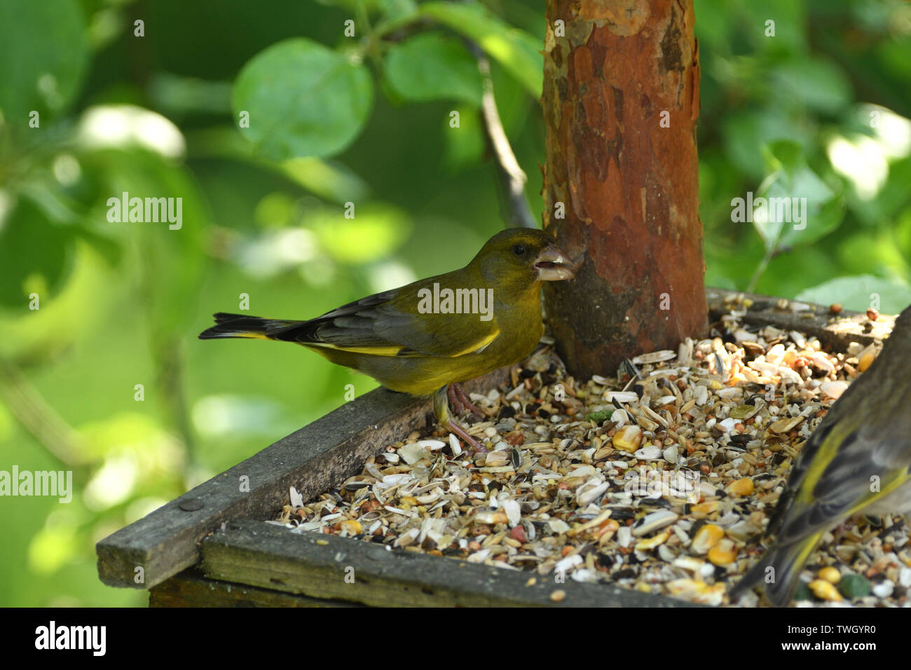 Chardonneret jaune vert se trouve sur le convoyeur et mange des graines de tournesol et Banque D'Images