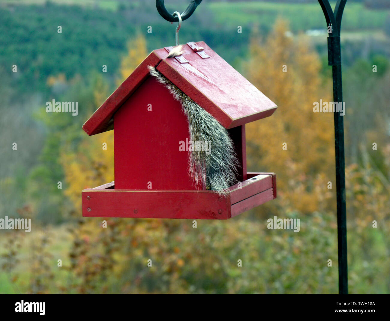 Ce que l'écureuil gris, l'écureuil : scirus carolinensis,se cacher à l'intérieur d'une mangeoire peint en rouge à l'automne Nouvelle Angleterre Banque D'Images