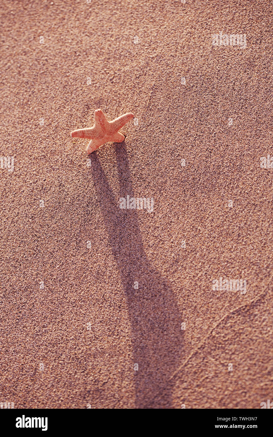 Étoile de mer sur plage de sable noir avec fond marin Banque D'Images