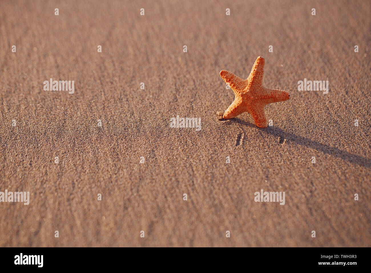 Étoile de mer sur plage de sable noir avec fond marin Banque D'Images