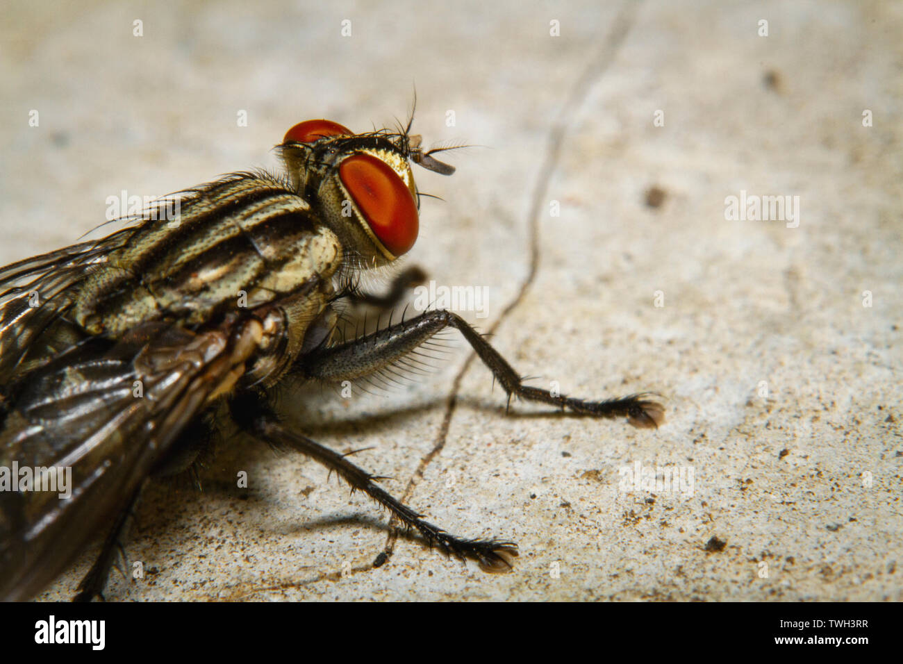 Macrophotographie une mouche posée sur le béton Banque D'Images