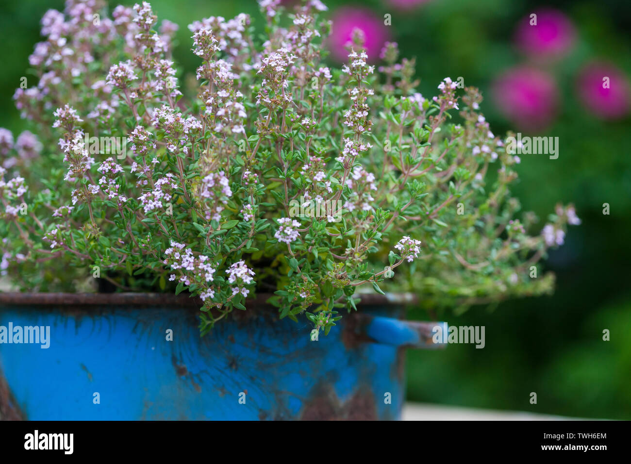 Thymian, la société Thymian, Römischer Quendel, Kuttelkraut Gartenthymian Garten-Thymian,,, Thymus vulgaris, Thym, thym commun, thym Thym Le jardin, co Banque D'Images