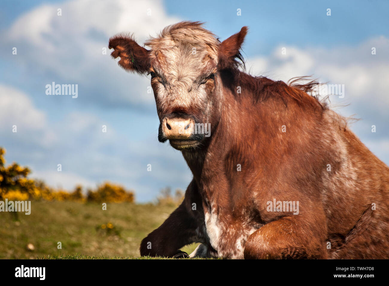 Low angle photographie, de vache couchée sur l'herbe. Banque D'Images
