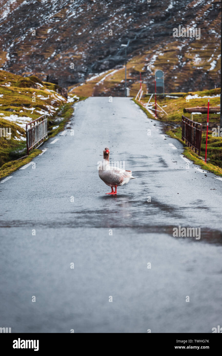 Goose debout sur une petite route dans le village des îles Féroé Saksun après une pluie de printemps (îles Féroé, Danemark, Europe) Banque D'Images