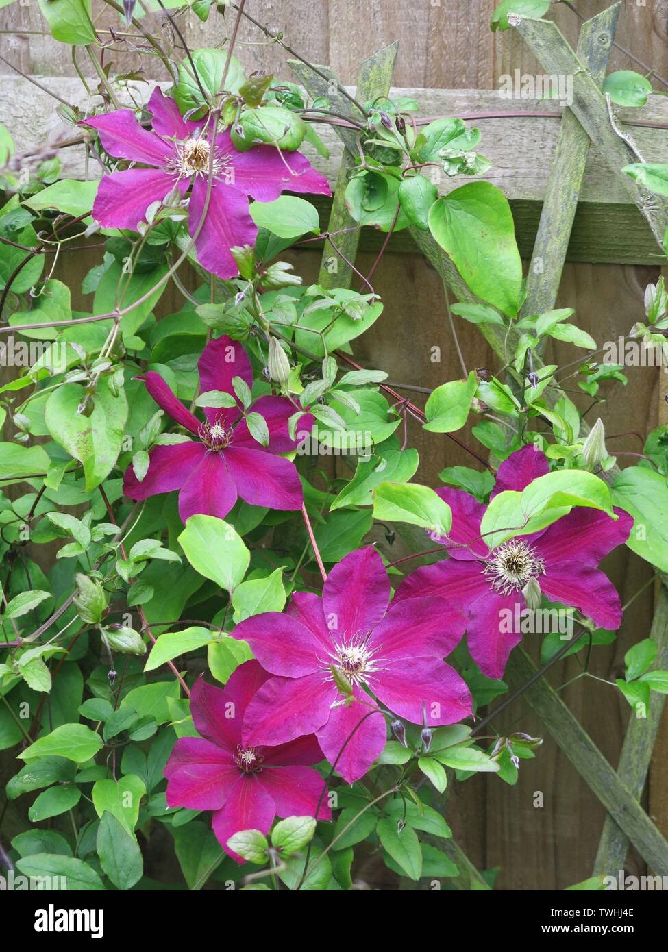 Clematis 'Westerplatte' grimpe un treillis et montre sa grande rouge sang / fleurs violacées ; d'un jardin anglais, Juin 2019 Banque D'Images