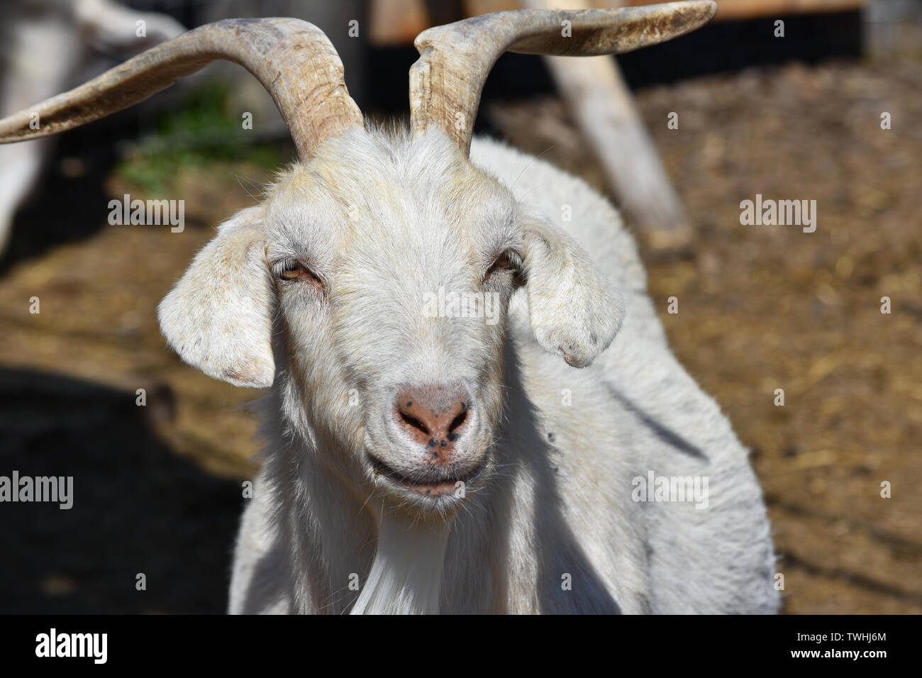 Une chèvre qui fait des yeux regarder le soleil Banque D'Images