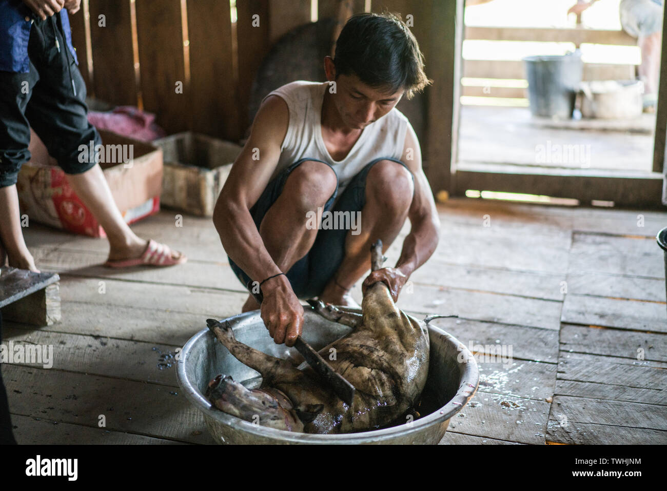 Après l'abattage de porcs dans le rituel chamanique village Akha, près de Phongsali, Laos, Asie. Banque D'Images