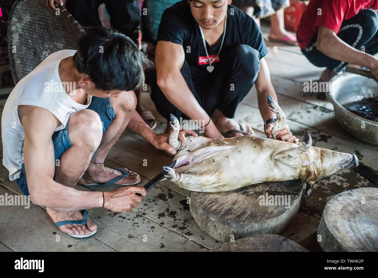 Après l'abattage de porcs dans le rituel chamanique village Akha, près de Phongsali, Laos, Asie. Banque D'Images