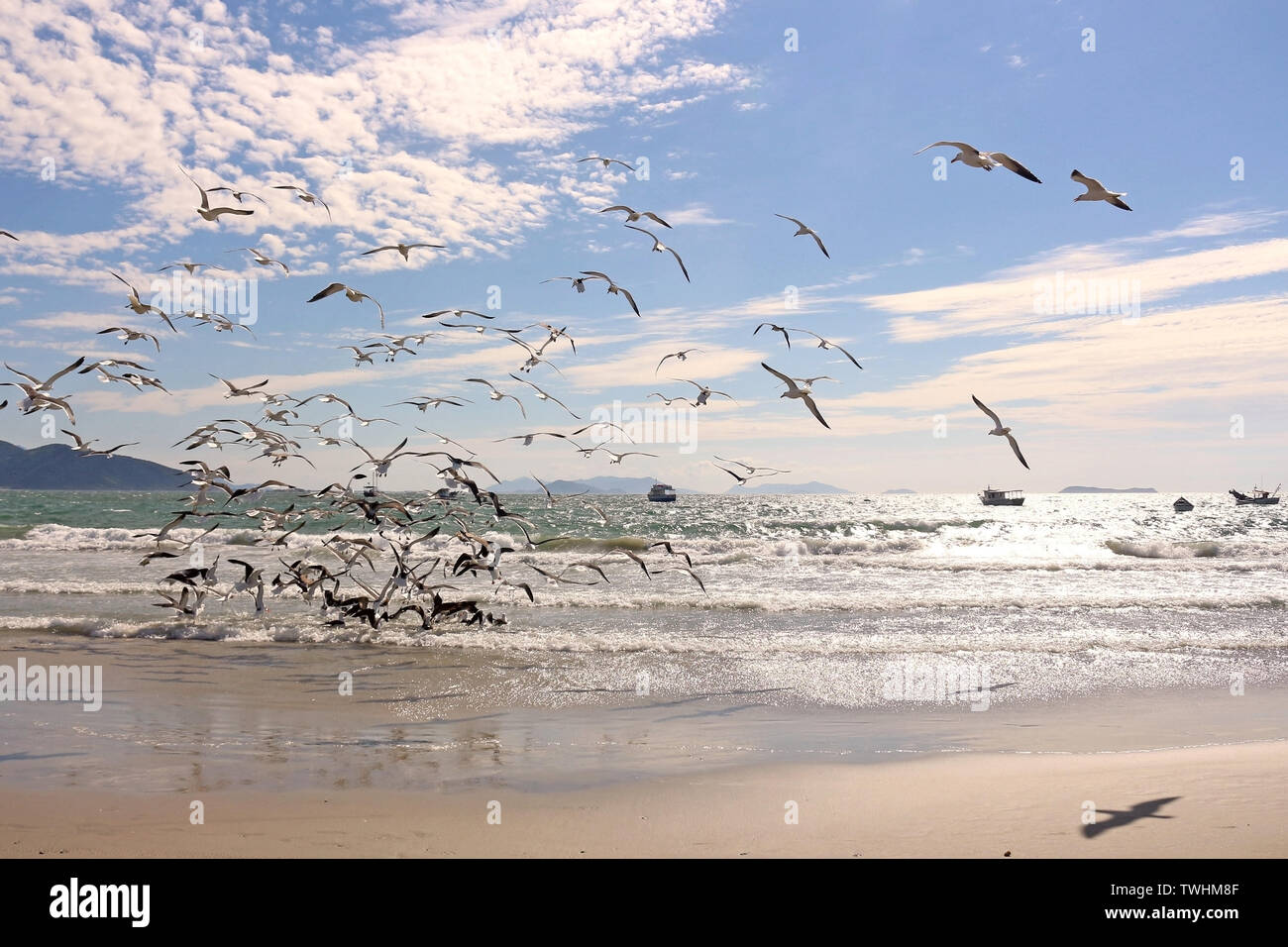 Les mouettes font partie de la vie par la mer. Les petits déjeuners ou l'avion, font partie de cette nature spectaculaire ! Banque D'Images
