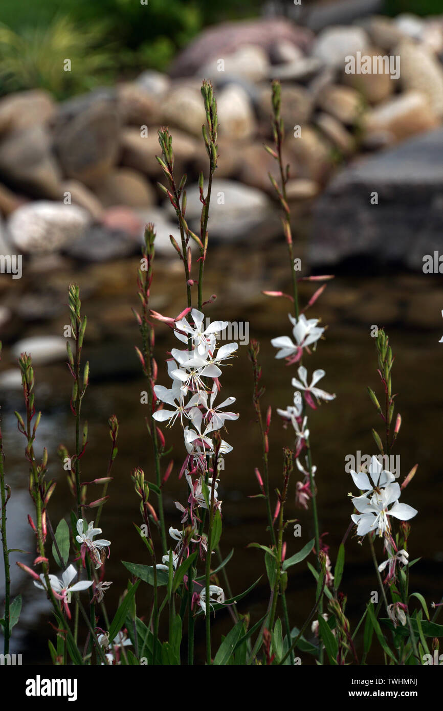Prachtkerze (Gaura lindheimeri), Präriekerze Photo Stock Alamy