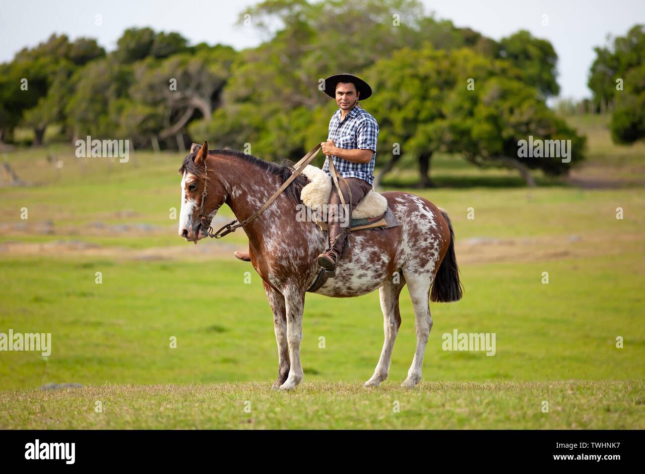 Gaucho sur un cheval Criollo, Guardia del Monte, la Laguna de Castillos, Province de Rocha, Uruguay Banque D'Images