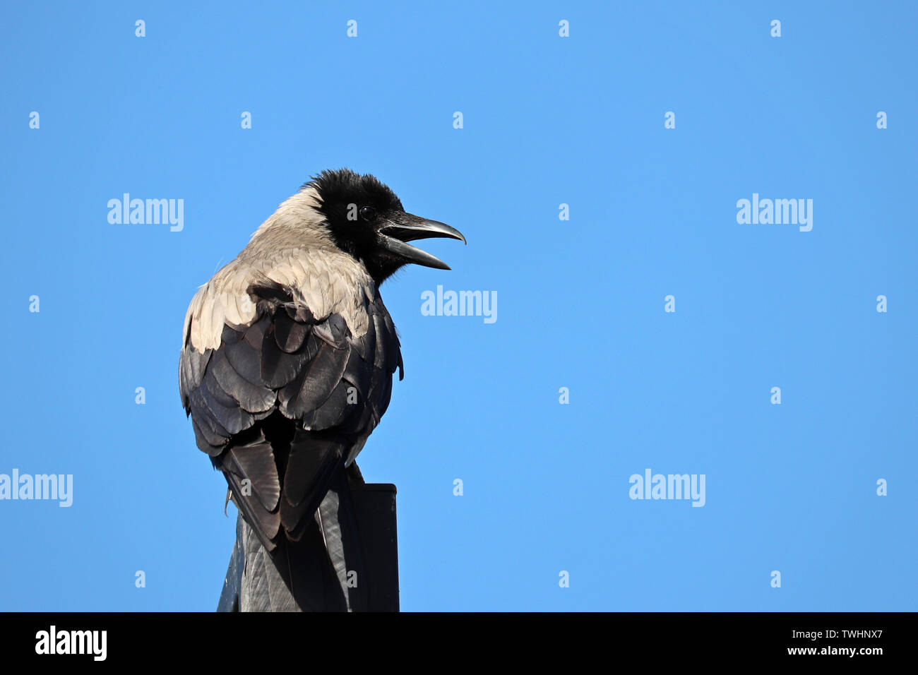 Hooded crow autre croasse isolé sur fond de ciel bleu. Raven avec bec ouvert Banque D'Images